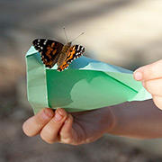Butterfly Release